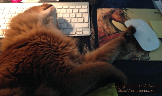 kitty_on_keyboard